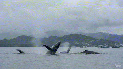 Fondo ballenas